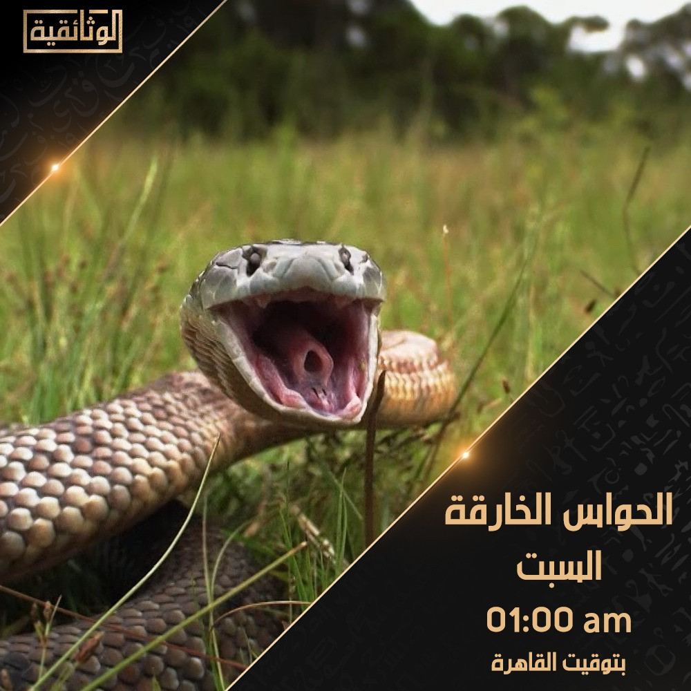 الوثائقية