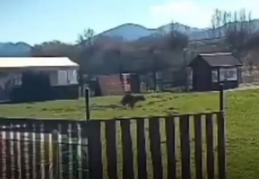 دب