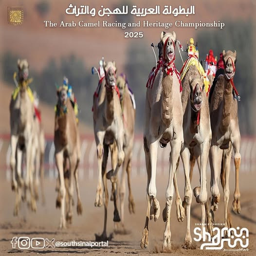 المهرجان العربي للهجن