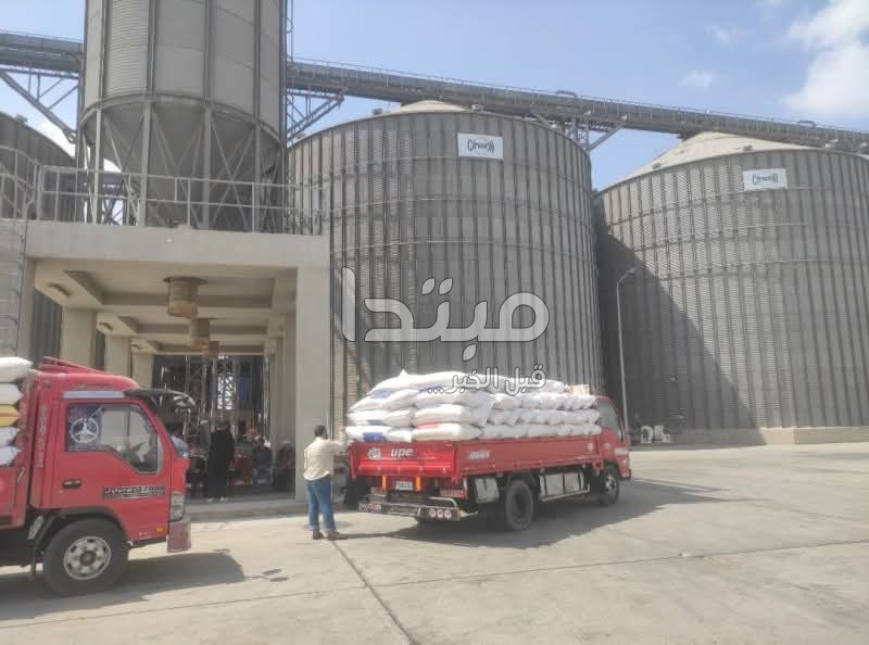 القمح يزين حقول الشرقية
