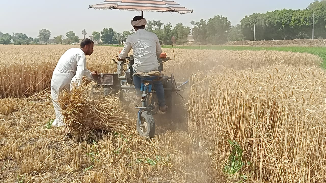 انطلاق حصاد القمح بجوار معبد حتحور في قنا