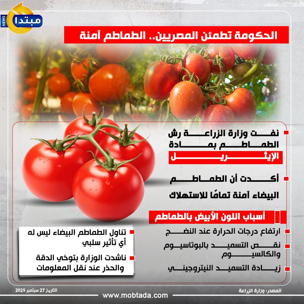 الطماطم