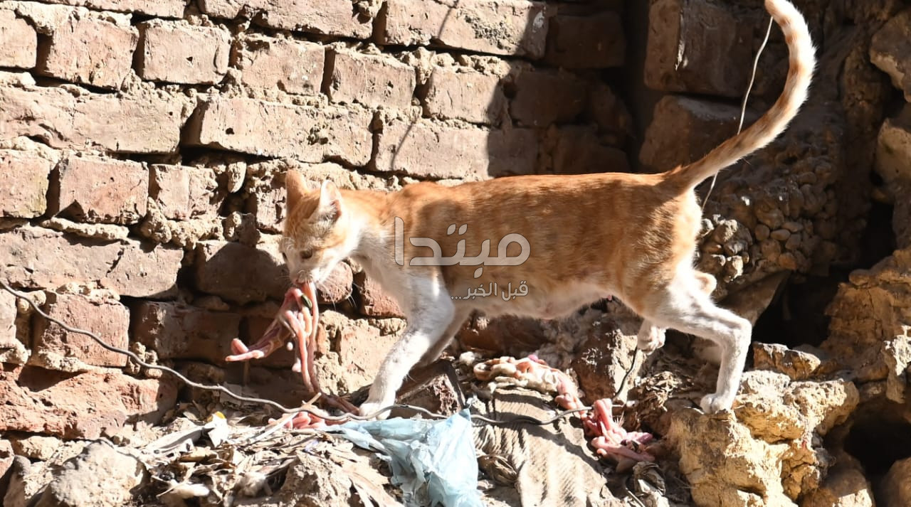 عم عاطف الطيب