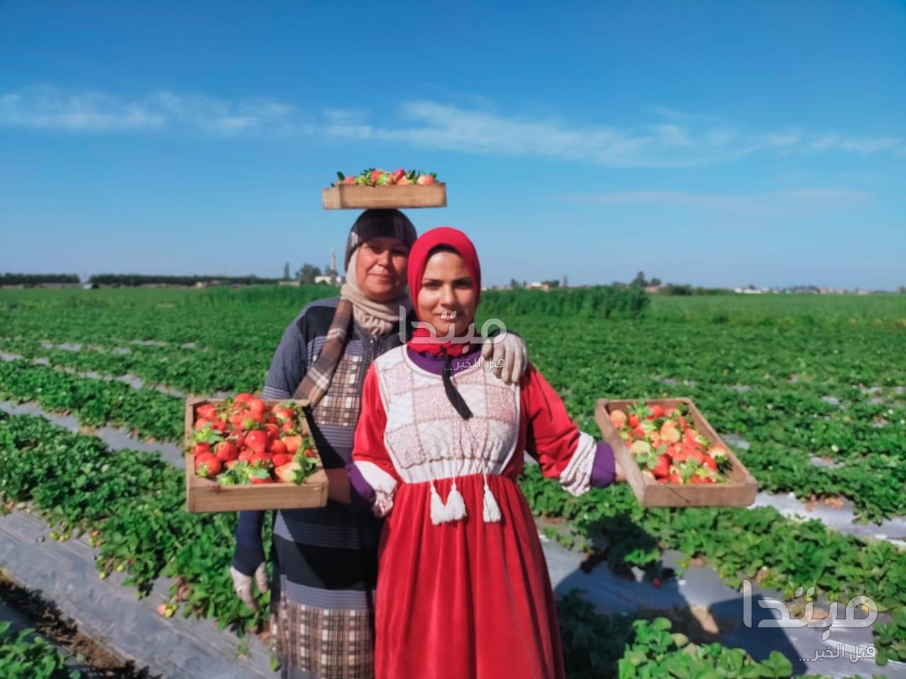 موسم زراعة الفراولة في البحيرة