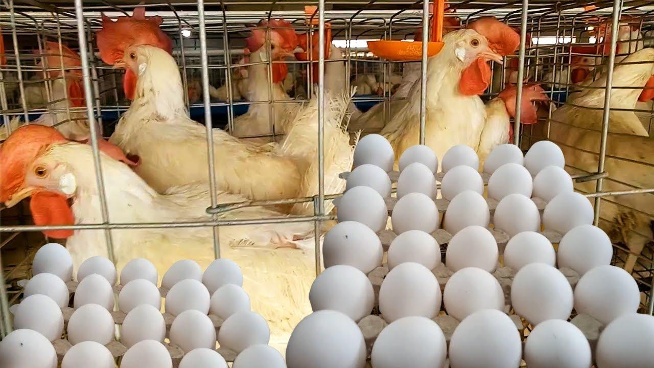 انخفاض كبير في أسعار البيض والدواجن اليوم الأربعاء