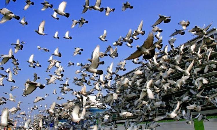 677 متسابقًا يتنافسون في السباق الرابع للحمام الزاجل في مصر