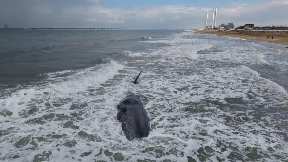 ظهور حوت عنبر نافق على سواحل غزة يثير تساؤلات بيئية وصحية