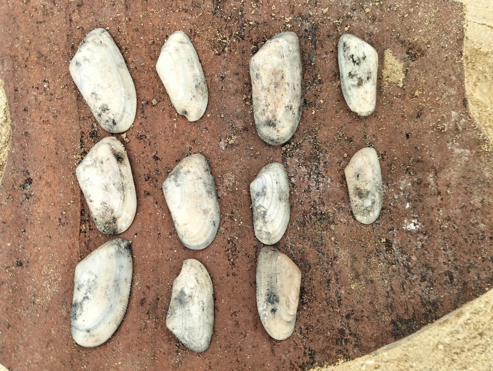 كشف أثري جديد بالبحيرة