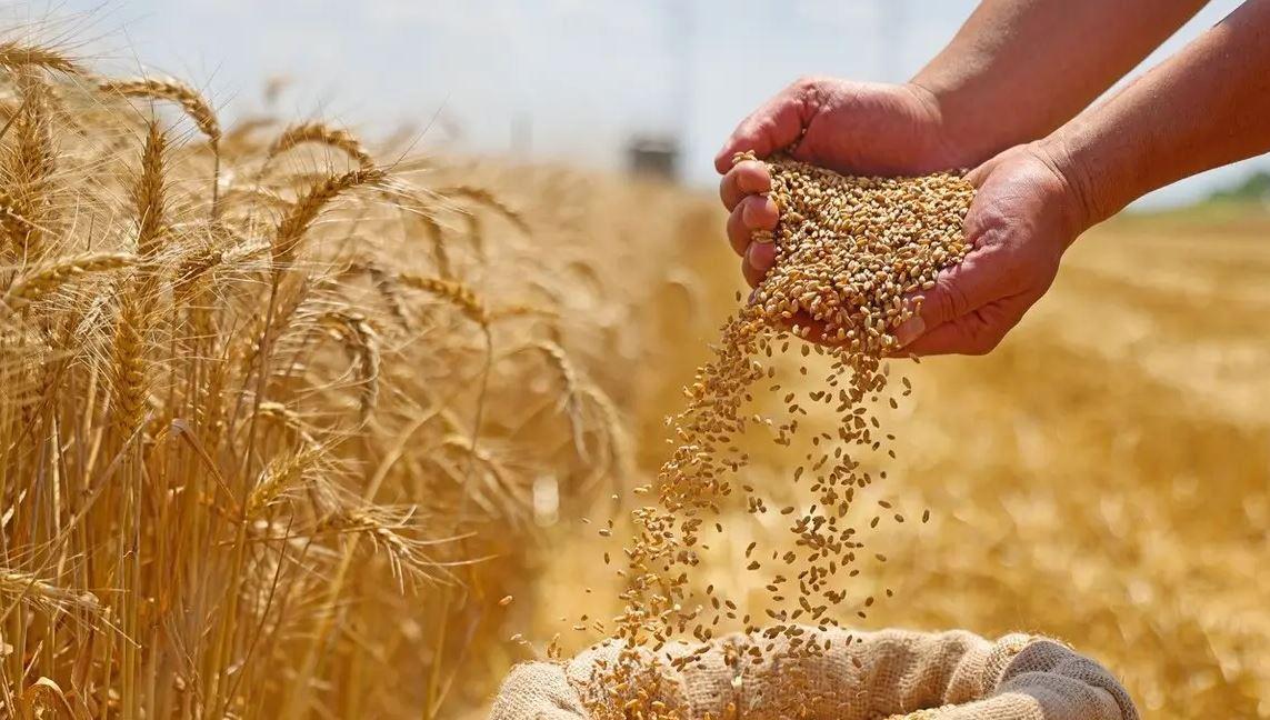 وزارة الزراعة تعلن عن قفزة تاريخية في زراعة القمح تتجاوز 3.7 مليون فدان هذا الموسم