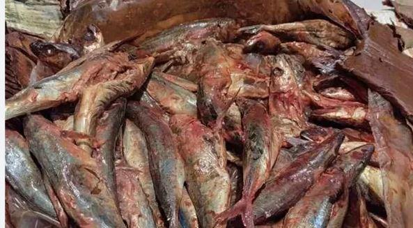 ضبط 71 طنًا و632 كجم من الأسماك المملحة والمدخنة غير الصالحة قبل شم النسيم
