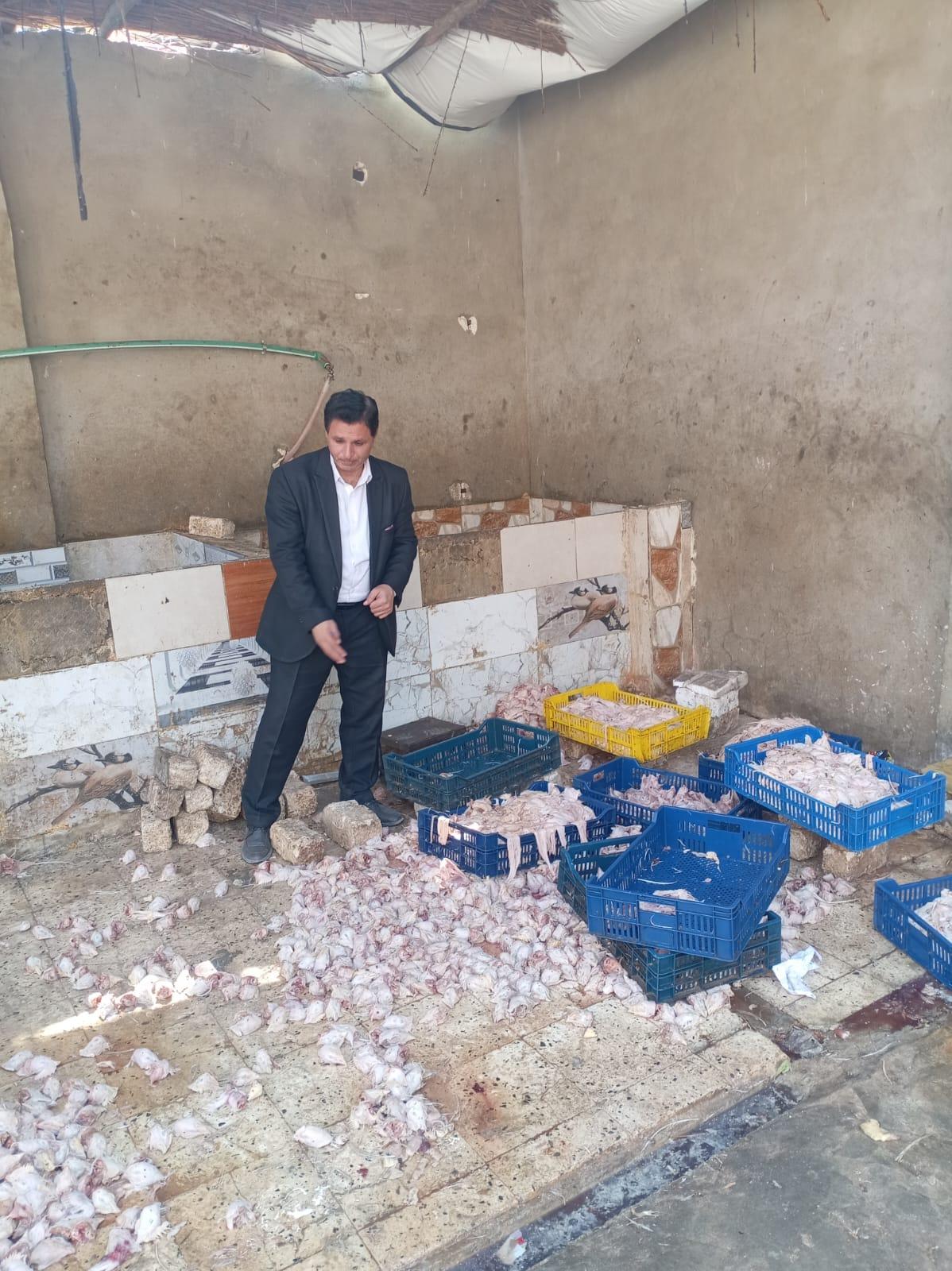 ضبط دواجن فاسدة